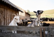 Berqurban Untuk Orang Yang Sudah Meninggal Berqurban Untuk Orang Yang Sudah Meninggal