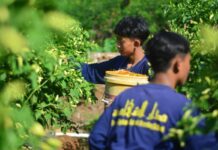 Panen Cabai di Kebun Pesantren Darusy Syahadah: Wujud Syukur, Kemandirian, dan Keberkahan