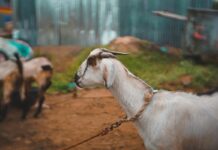 Kurban Sekaligus Aqiqah, Ibadah Praktis atau Masih Bermasalah?